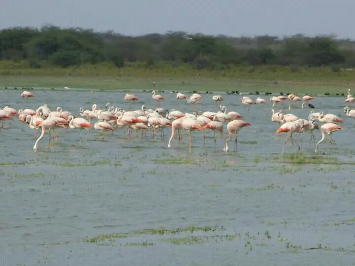 Bandada de flamencos rosados caminando en las aguas bajas de la laguna Ñapique