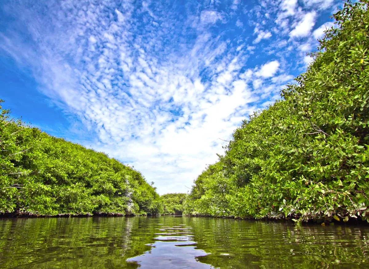 Canal de agua quieta entre dos bosques verdes de mangle en San Pedro de Vice, bajo un cielo con nubes