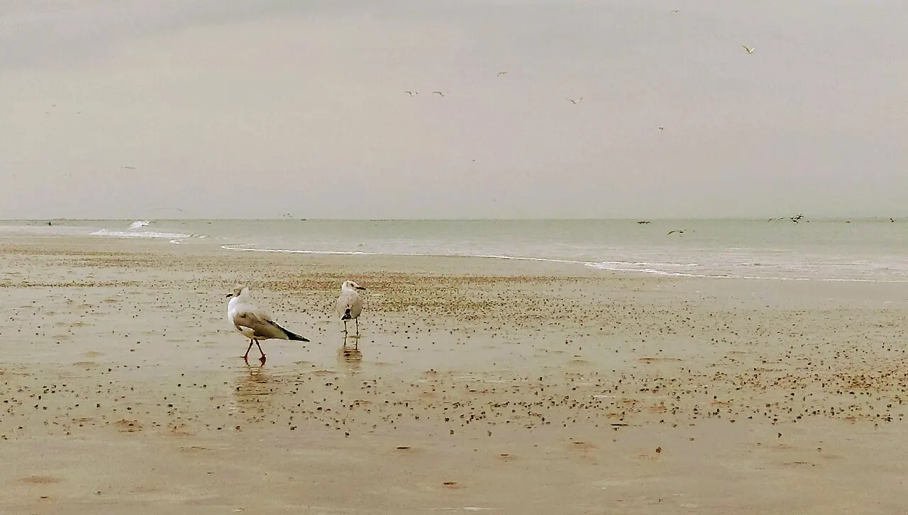 Gaviotas sobre la arena húmeda de la playa Chulliyachi, con el mar en calma al fondo